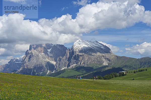 Seiser Alm mit Plattkofel und Langkofel  Dolomiten  Provinz Südtirol  Trentino-Südtirol  Italien  Europa