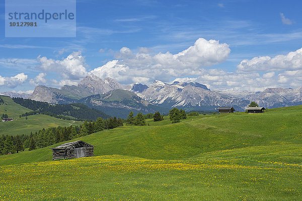 Seiser Alm mit Geislerspitzen und Gherdenacia  Dolomiten  Provinz Südtirol  Trentino-Südtirol  Italien  Europa