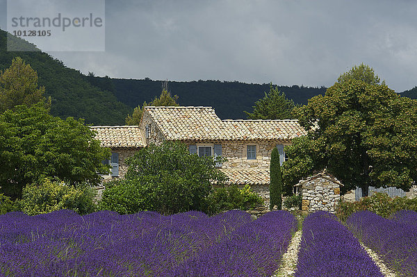 Haus im Lavendelfeld  Banon  Provence  Region Provence-Alpes-Côte d?Azur  Frankreich  Europa