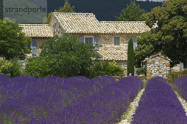 Haus im Lavendelfeld  Banon  Provence  Region Provence-Alpes-Côte d?Azur  Frankreich  Europa