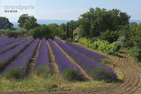 Lavendelfeld  Apt  Provence  Region Provence-Alpes-Côte d?Azur  Frankreich  Europa