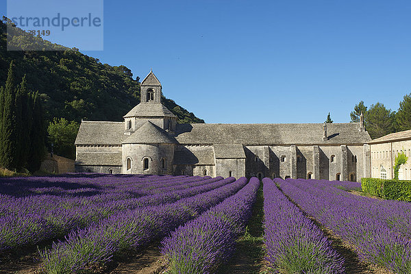 Zisterzienserabtei Abbaye de Senanque mit Lavendelfeld  Vaucluse  Provence  Region Provence-Alpes-Côte d?Azur  Frankreich  Europa