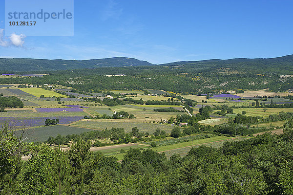 Landschaft mit Lavendelfeldern  Sault  Provence  Region Provence-Alpes-Côte d?Azur  Frankreich  Europa