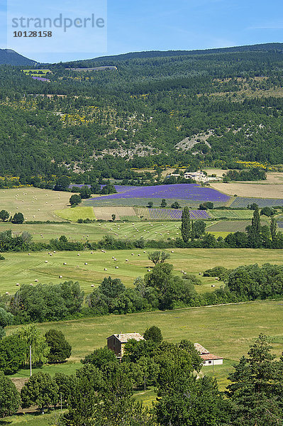 Landschaft mit Lavendelfeldern  Sault  Provence  Region Provence-Alpes-Côte d?Azur  Frankreich  Europa