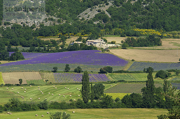 Landschaft mit Lavendelfeldern  Sault  Provence  Region Provence-Alpes-Côte d?Azur  Frankreich  Europa