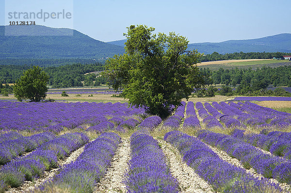 Lavendelfeld  Sault  Provence  Region Provence-Alpes-Côte d?Azur  Frankreich  Europa