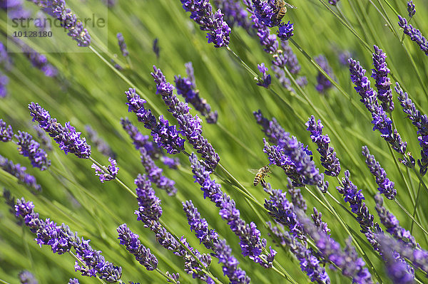Lavendel (Lavandula sp.)  Provence  Region Provence-Alpes-Côte d?Azur  Frankreich  Europa