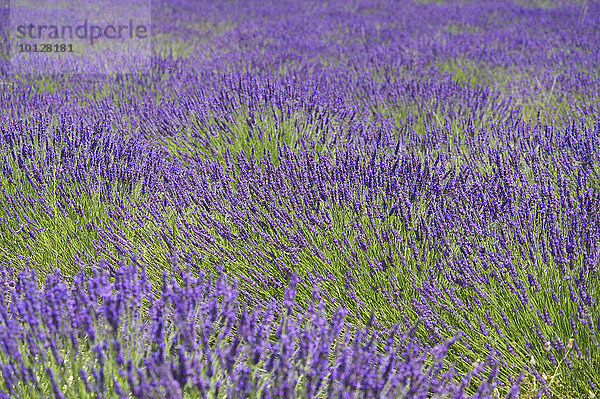Lavendelfeld  Provence  Region Provence-Alpes-Côte d?Azur  Frankreich  Europa