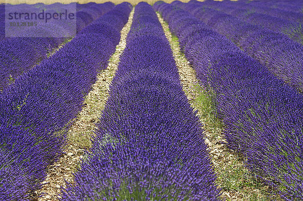 Lavendelfeld  Sault  Provence  Region Provence-Alpes-Côte d?Azur  Frankreich  Europa