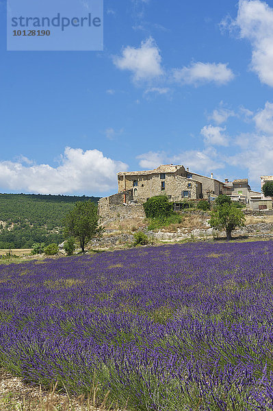 Lavendelfeld mit alter Siedlung  Provence  Region Provence-Alpes-Côte d?Azur  Frankreich  Europa