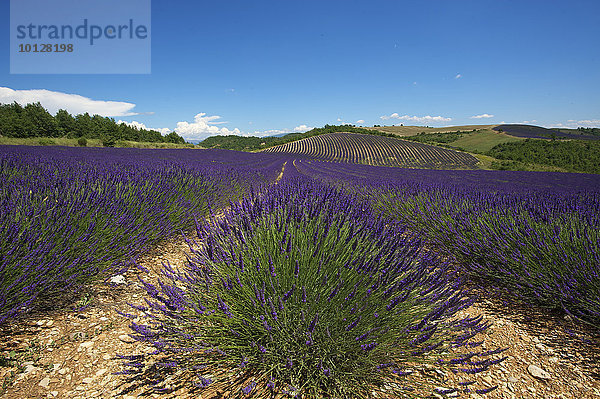 Lavendelfelder  Provence  Region Provence-Alpes-Côte d?Azur  Frankreich  Europa