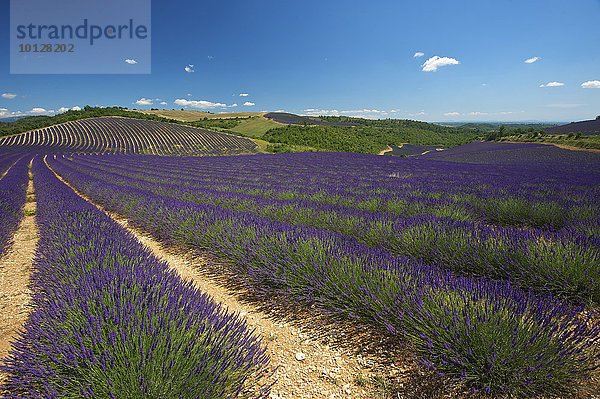 Lavendelfelder  Provence  Region Provence-Alpes-Côte d?Azur  Frankreich  Europa