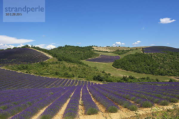 Landschaft mit Lavendelfeldern  Provence  Region Provence-Alpes-Côte d?Azur  Frankreich  Europa