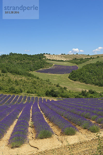 Landschaft mit Lavendelfeldern  Provence  Region Provence-Alpes-Côte d?Azur  Frankreich  Europa