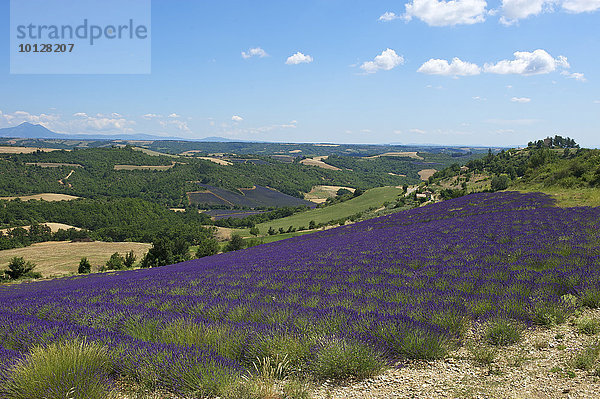 Landschaft mit Lavendelfeldern  Provence  Region Provence-Alpes-Côte d?Azur  Frankreich  Europa