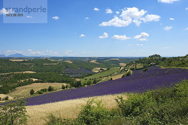 Landschaft mit Lavendelfeldern  Provence  Region Provence-Alpes-Côte d?Azur  Frankreich  Europa