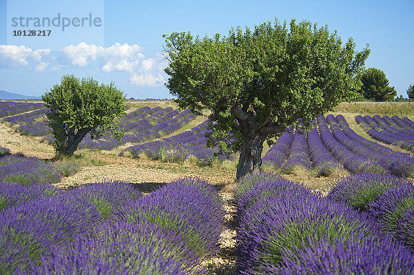 Lavendelfeld  Plateau de Valensole  Valensole  Provence  Region Provence-Alpes-Côte d?Azur  Frankreich  Europa