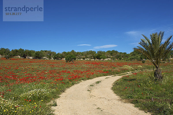 Weg  blühende Mohnwiese  Manacor  Mallorca  Balearen  Spanien  Europa