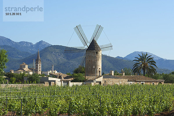 Weinberge und Windmühle vor der Serra de Tramuntana  Binissalem  Mallorca  Balearen  Spanien  Europa