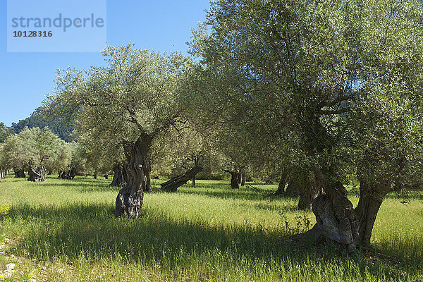 Alte Olivenbäume (Olea europaea)  Mallorca  Balearen  Spanien  Europa