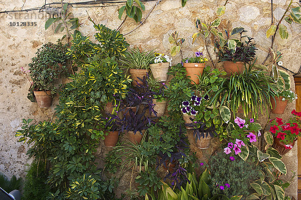 Blumenschmuck an einer Hauswand  Valldemossa  Mallorca  Balearen  Spanien  Europa