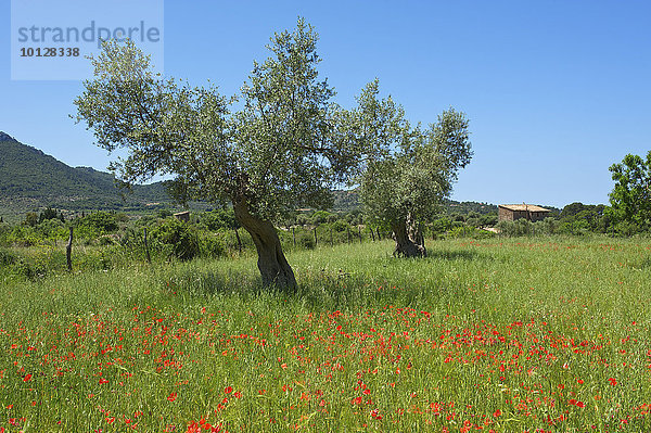 Olivenbäume (Olea europaea) auf blühender Mohnwiese  Valldemossa  Mallorca  Balearen  Spanien  Europa