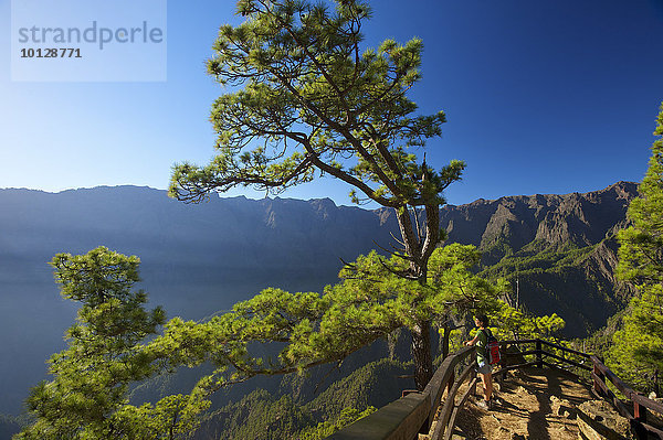 Kanarische Kiefern (Pinus canariensis) im Parque Nacional de la Caldera de Taburiente am Mirador de Las Chozas  La Palma  Kanarische Inseln  Spanien  Europa