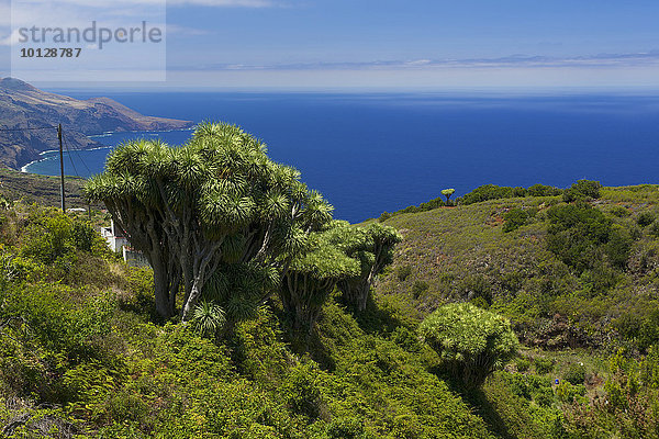 Kanarische Drachenbäume (Dracaena draco)  La Tosca  La Palma  Kanarische Inseln  Spanien  Europa