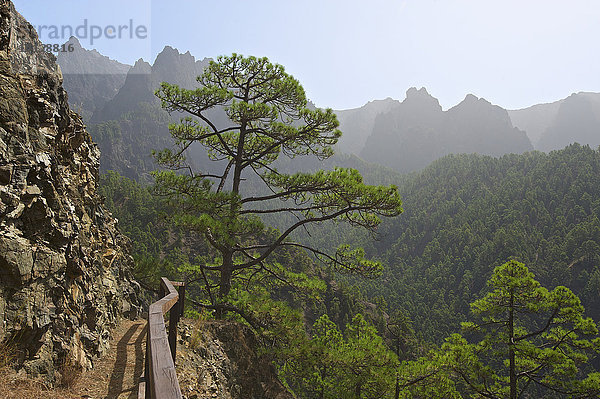 Waldlandschaft im Parque Nacional de la Caldera de Taburiente  La Palma  Kanarische Inseln  Spanien  Europa