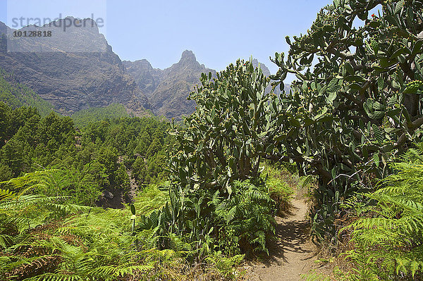 Vegetation im Parque Nacional de la Caldera de Taburiente  La Palma  Kanarische Inseln  Spanien  Europa