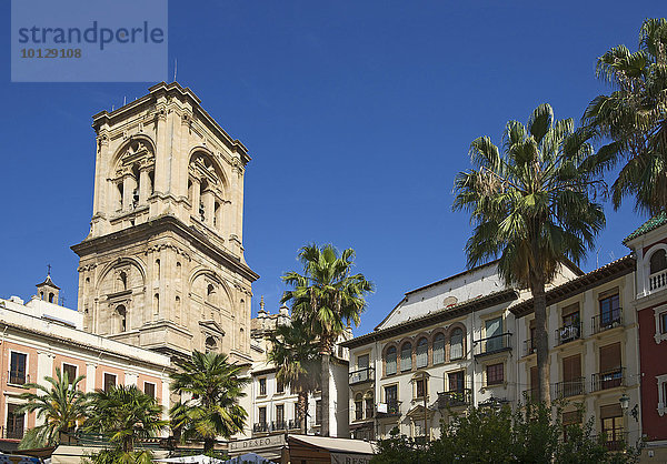 Plaza Romanilla mit dem Turm der Kathedrale von Granada  Granada  Andalusien  Spanien  Europa