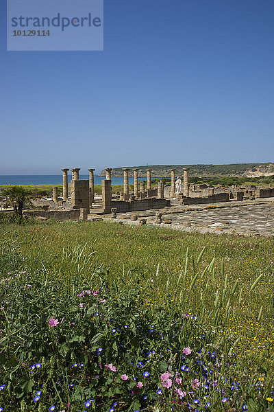 Römische Ruinen von Baelo Claudia  bei Bolonia  Costa de la Luz  Andalusien  Spanien  Europa