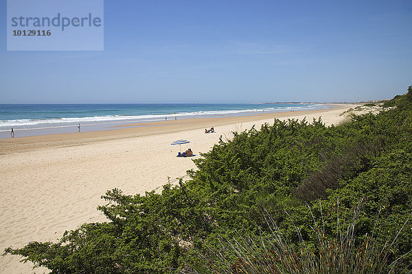 Strand  Playa de la Barrosa  bei Novo Sancti Petri  Costa de la Luz  Andalusien  Spanien  Europa