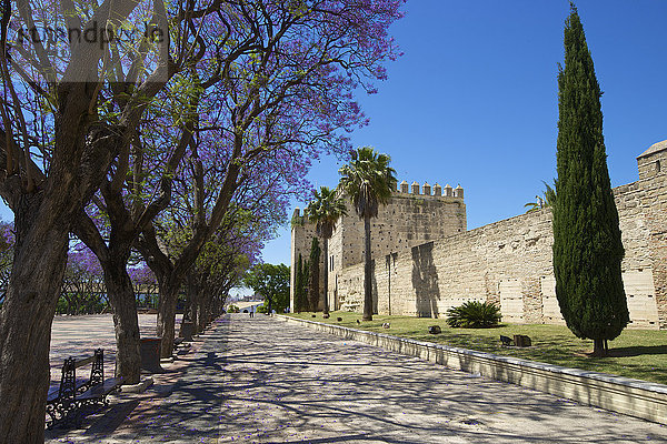 Alcazar de Jerez  Jerez de la Frontera  Andalusien  Spanien  Europa