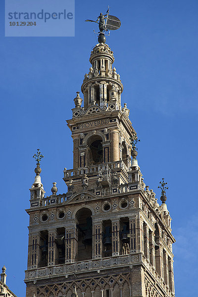 La Giralda  der Glockenturm der Kathedrale von Sevilla  Sevilla  Andalusien  Spanien  Europa