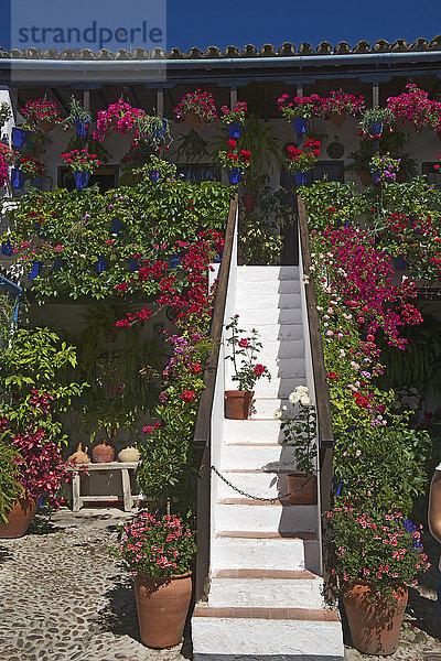 Blumengeschmückter Innenhof während der Fiesta de los Patios  Cordoba  Andalusien  Spanien  Europa