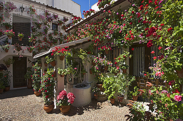 Blumengeschmückter Innenhof während der Fiesta de los Patios  Cordoba  Andalusien  Spanien  Europa