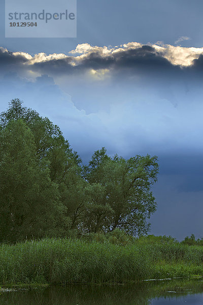 Abendstimmung an der Trebel  Landkreis Demmin  Mecklenburg-Vorpommern  Deutschland  Europa