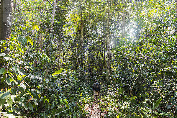 Wanderer  Mann läuft auf einem Trampelpfad im Dschungel  Kuala Tahan  Nationalpark Taman Negara  Malaysiav