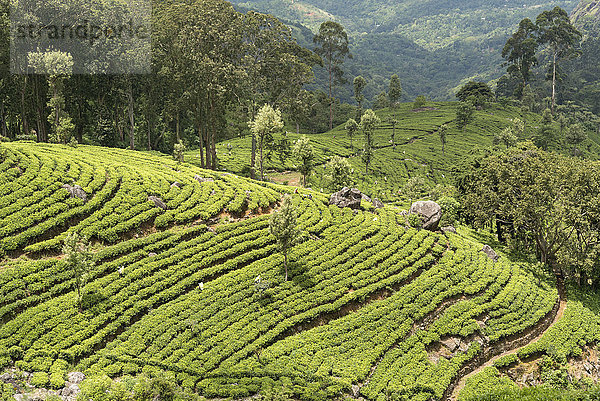 Dambatenne Teeplantage  Landschaft  Sri Lanka  Asien