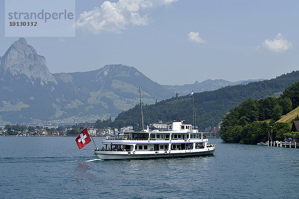 MS Schwyz in Anfahrt auf die Schiffstation Treib mit Berg Grosser Mythen hinten  Vierwaldstättersee  Kanton Uri  Schweiz  Europa