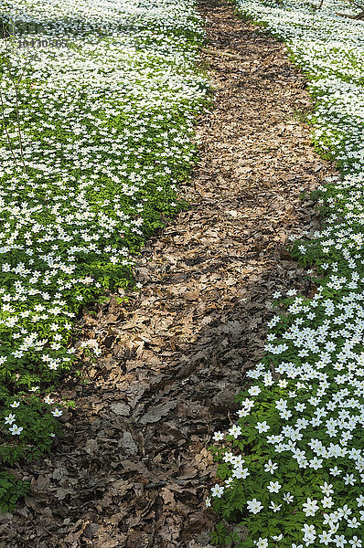 Weg Holz Anemone