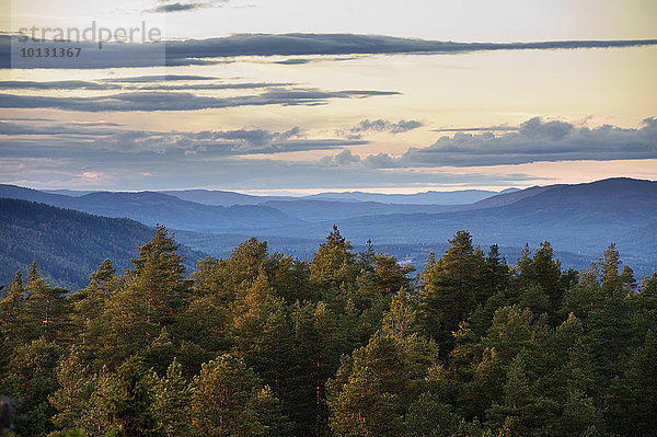 Sonnenuntergang Wald