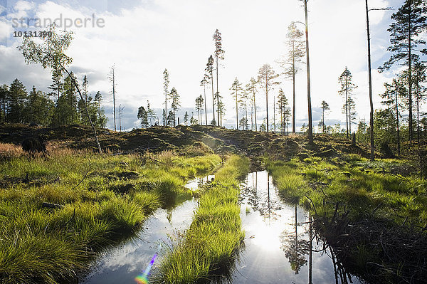 Wetlands forest