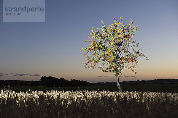 Baum Weizenfeld Abenddämmerung