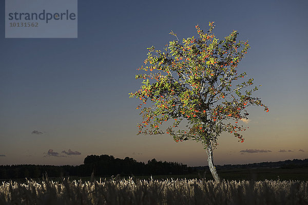 Baum Weizenfeld Abenddämmerung