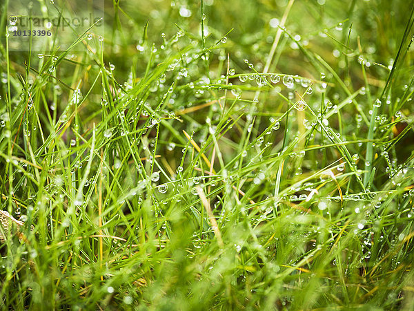 heraustropfen tropfen undicht Regen Gras