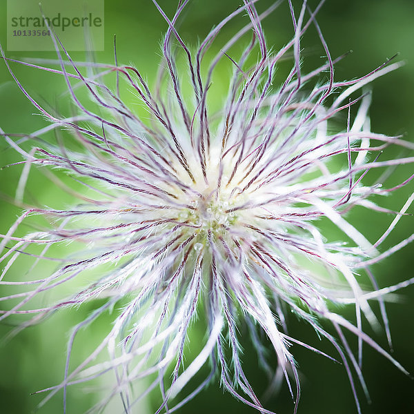 weiß Close-up Wildblume