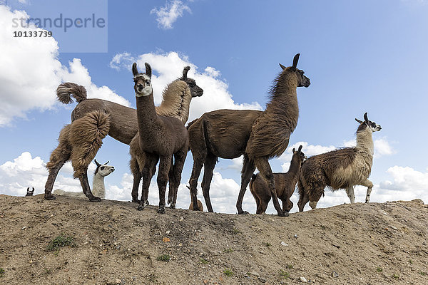 Lamas  Nordfriesland  Schleswig-Holstein  Deutschland  Europa