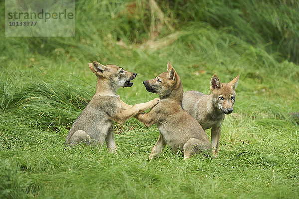 Eurasische Wolfswelpen  Canis lupus lupus  Nationalpark Bayerischer Wald  Bayern  Deutschland  Europa
